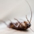 Gaithersburg Pest Control by Hughes Termite & Pest Control